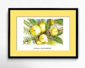 Frame-H-Indian Gooseberry