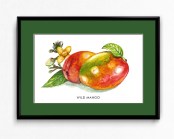 Frame-H-Wild-Mango