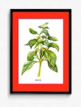 Frame-V-Basil